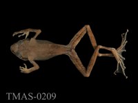 藏品(褐樹蛙)的圖片